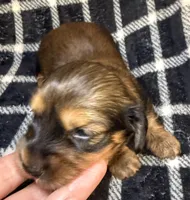 LH Leah CKC, a female Miniature Dachshund for sale in San Antonio, TX – 6 of 10