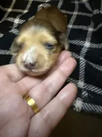 Oliver, a male Miniature Dachshund for sale in San Antonio, TX – 1 of 5