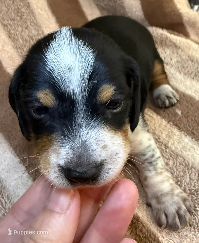 CKC Oreo – Miniature Dachshund puppy for sale in San Antonio, TX