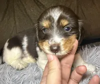 AKC/CKC LH Snickers , a male Miniature Dachshund for sale in San Antonio, TX – 5 of 10