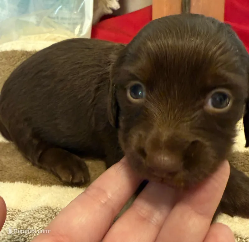 Dark Chocolate  – Miniature Dachshund puppy for sale in San Antonio, TX
