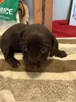 Dark Chocolate , a male Miniature Dachshund for sale in San Antonio, TX – Photo 4 of 6