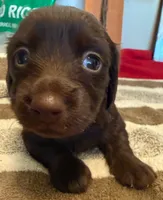 Dark Chocolate , a male Miniature Dachshund for sale in San Antonio, TX – Photo 2 of 6