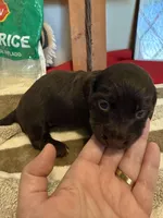 Dark Chocolate , a male Miniature Dachshund for sale in San Antonio, TX – Photo 3 of 6