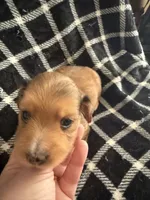 LH Dapple Oliver, a male Miniature Dachshund for sale in San Antonio, TX – 6 of 9