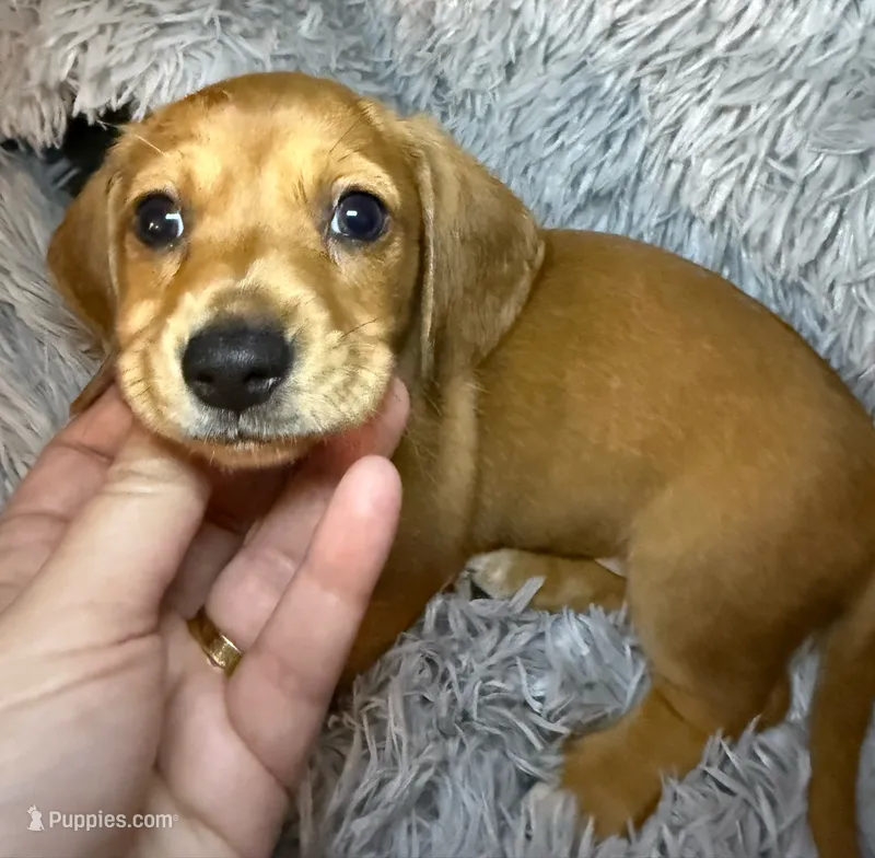 AKC/CKC SH Betty – Miniature Dachshund puppy for sale in San Antonio, TX