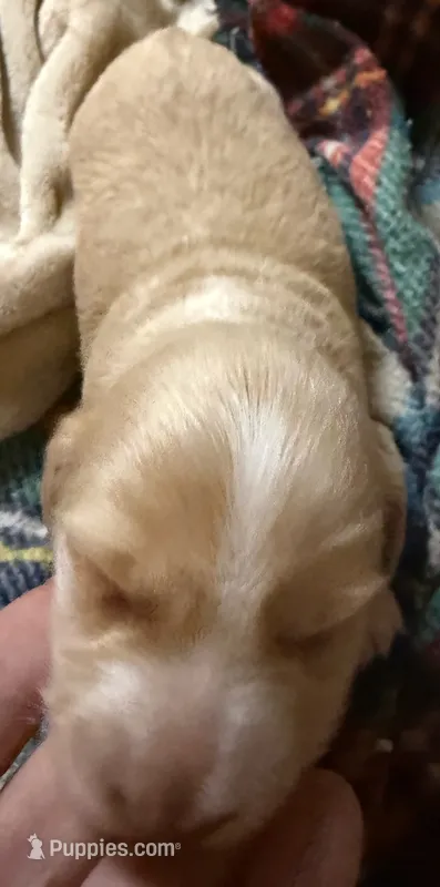 AKC Eleanor LH – Miniature Dachshund puppy for sale in San Antonio, TX