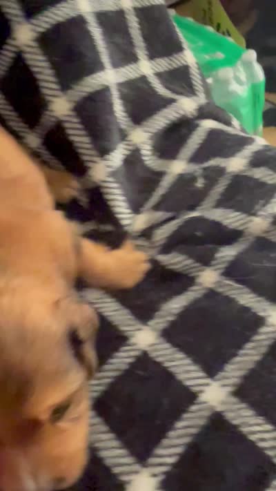 LH Dapple Oliver, a male Miniature Dachshund for sale in San Antonio, TX – 7 of 9