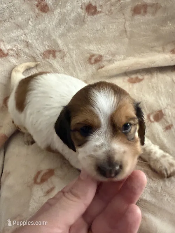 LH Rosa – Miniature Dachshund puppy for sale in San Antonio, TX