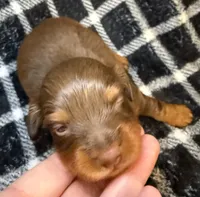 LH Grizzly Bear CKC, a male Miniature Dachshund for sale in San Antonio, TX – 6 of 10
