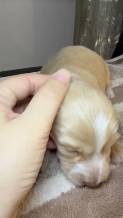 AKC LH Eleanor , a female Miniature Dachshund for sale in San Antonio, TX – 10 of 10