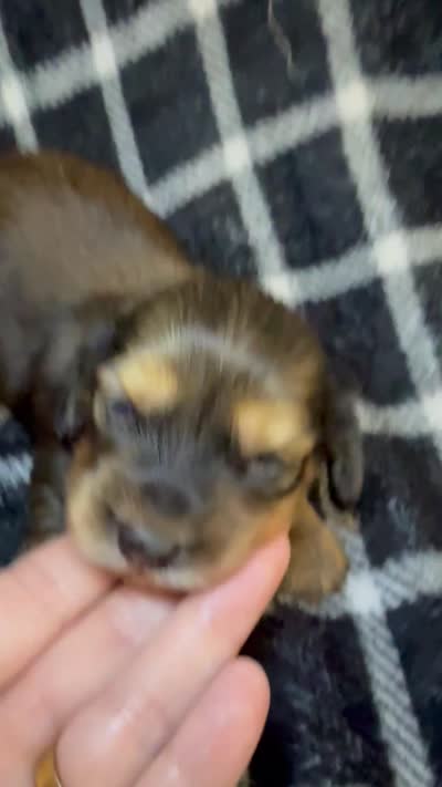 LH Leah CKC, a female Miniature Dachshund for sale in San Antonio, TX – 8 of 10