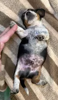 CKC Oreo, a male Miniature Dachshund for sale in San Antonio, TX – 5 of 10