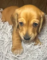 AKC/CKC SH Betty, a female Miniature Dachshund for sale in San Antonio, TX – 3 of 10