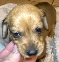 Bella, a female Miniature Dachshund for sale in San Antonio, TX – 4 of 9