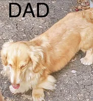 Rosa, a female Miniature Dachshund for sale in San Antonio, TX – 5 of 7