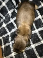 Leah, a female Miniature Dachshund for sale in San Antonio, TX – 4 of 7