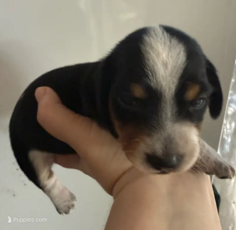 CKC Cookie – Miniature Dachshund puppy for sale in San Antonio, TX