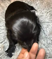 AKC/CKC LH Black Bear, a male Miniature Dachshund for sale in San Antonio, TX – 4 of 9