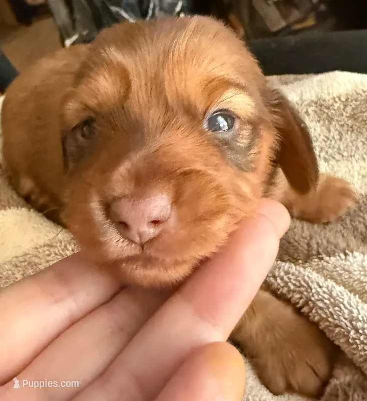 AKC LH Amelia – Miniature Dachshund puppy for sale in San Antonio, TX
