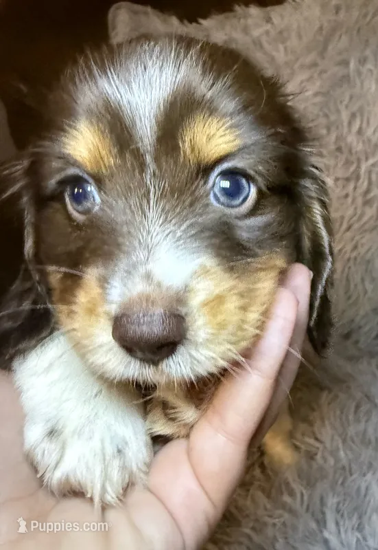 AKC/CKC LH Snickers  – Miniature Dachshund puppy for sale in San Antonio, TX
