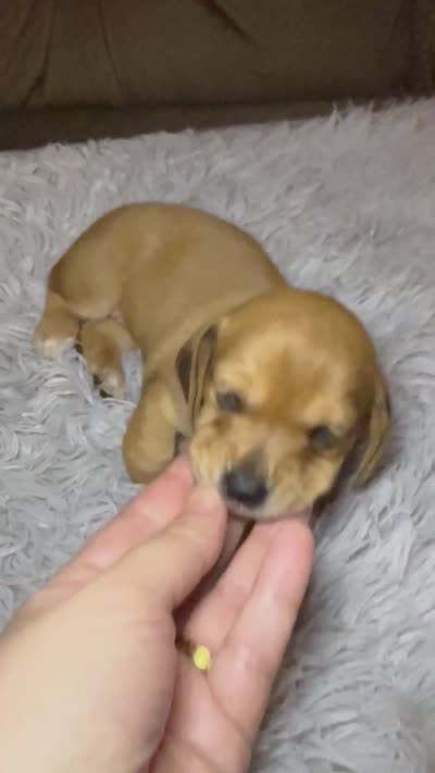 AKC SH Betty, a female Miniature Dachshund for sale in San Antonio, TX – 5 of 7