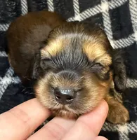 LH Leah CKC, a female Miniature Dachshund for sale in San Antonio, TX – 3 of 10