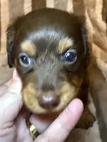LH Cosmos , a male Miniature Dachshund for sale in San Antonio, TX – 3 of 9