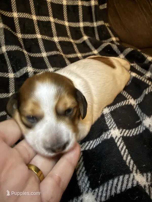 Rosa – Miniature Dachshund puppy for sale in San Antonio, TX