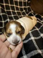 Rosa, a female Miniature Dachshund for sale in San Antonio, TX – 1 of 7