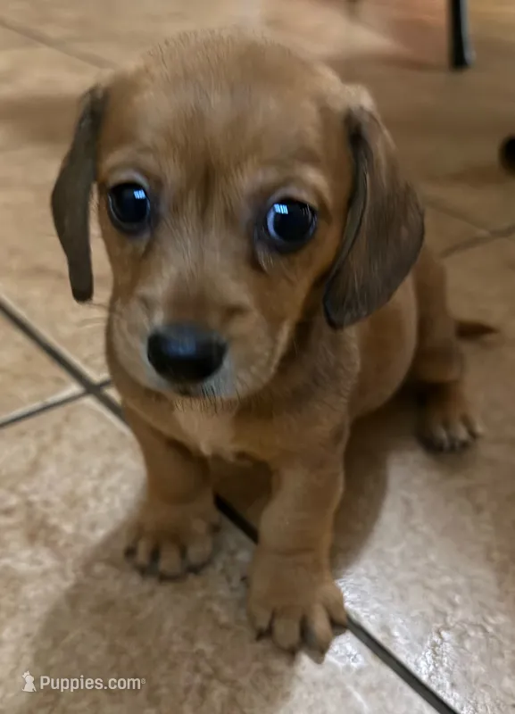 Bella – Miniature Dachshund puppy for sale in San Antonio, TX