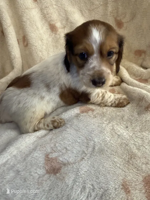 LH Rosa – Miniature Dachshund puppy for sale in San Antonio, TX
