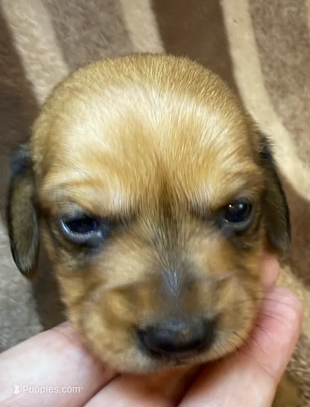 CKC Bella – Miniature Dachshund puppy for sale in San Antonio, TX