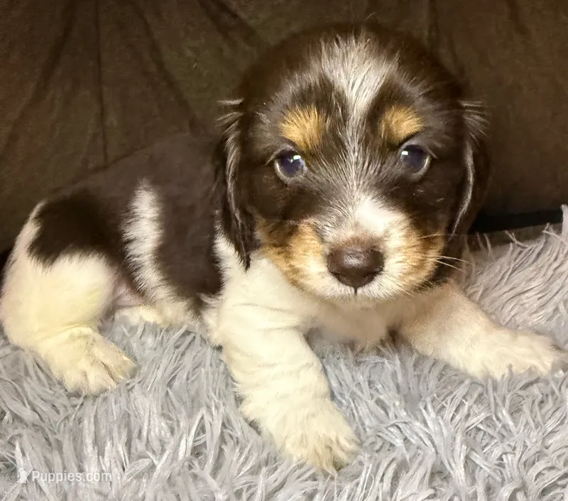 AKC/CKC LH Snickers  – Miniature Dachshund puppy for sale in San Antonio, TX