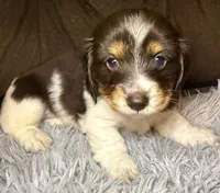 AKC/CKC LH Snickers , a male Miniature Dachshund for sale in San Antonio, TX – 1 of 10