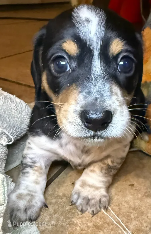 CKC Oreo – Miniature Dachshund puppy for sale in San Antonio, TX