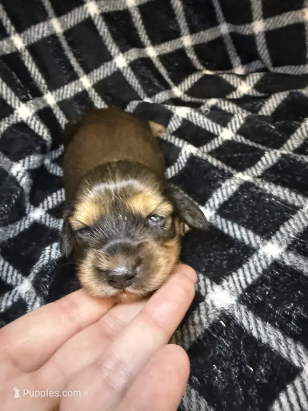 Leah – Miniature Dachshund puppy for sale in San Antonio, TX
