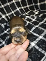 Leah, a female Miniature Dachshund for sale in San Antonio, TX – 1 of 7