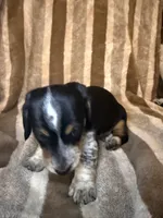 Oreo, a male Miniature Dachshund for sale in San Antonio, TX – 4 of 9