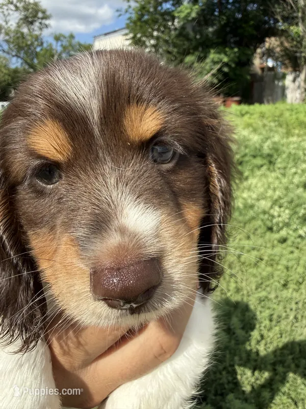 AKC/CKC LH Snickers  – Miniature Dachshund puppy for sale in San Antonio, TX
