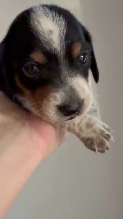 CKC Oreo, a male Miniature Dachshund for sale in San Antonio, TX – 7 of 10