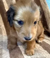 LH  Chewbacca , a male Miniature Dachshund for sale in San Antonio, TX – 7 of 10