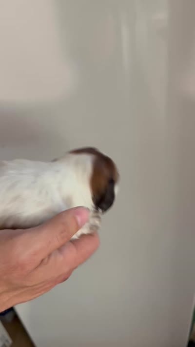 LH Rosa, a female Miniature Dachshund for sale in San Antonio, TX – 3 of 7
