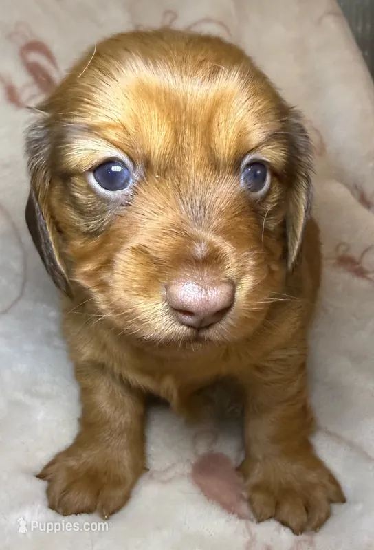 AKC LH Amelia – Miniature Dachshund puppy for sale in San Antonio, TX