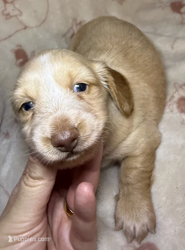 AKC LH Eleanor  – Miniature Dachshund puppy for sale in San Antonio, TX