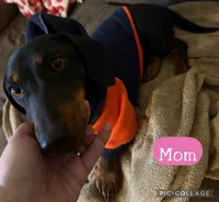 Cookie, a male Miniature Dachshund for sale in San Antonio, TX – 9 of 9