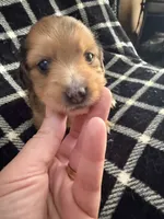 LH Dapple Oliver, a male Miniature Dachshund for sale in San Antonio, TX – 3 of 9
