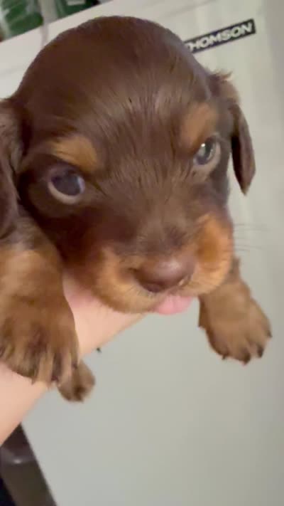 LH Cosmos CKC, a male Miniature Dachshund for sale in San Antonio, TX – 8 of 10