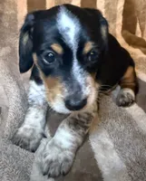 Oreo, a male Miniature Dachshund for sale in San Antonio, TX – 2 of 9