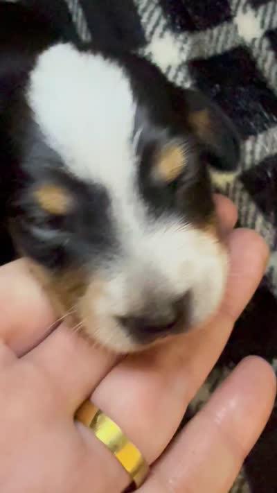 Cookie, a male Miniature Dachshund for sale in San Antonio, TX – 7 of 9